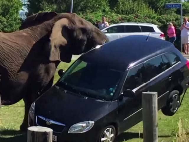  Elephant vs. innocent Skoda station wagon!